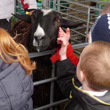 Fishers Mobile Farm @ Willow Trees Primary School, Salford